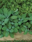 Sage Seed - 20 G Raw Seed
