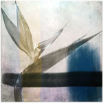 Strelitzia Abstract Wall Art Canvas Print 1000 X 1000