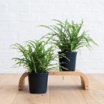 Lemon Button Fern