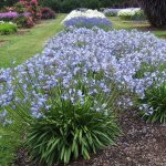 Agapanthus Seastorm Blue Pbr 15CM Pot