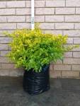 Duranta Sheenas Gold 20LT