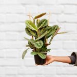 Prayer Plant - 12CM In 13CM Pink Pluto Planter