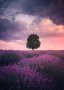 Canvas Wall Art - Lavender Fields Isparta A0