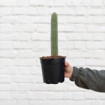 Fence Post Cactus - In 14CM Nursery Pot