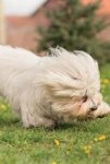 Coton De Tulear Notebook & Journal. Productivity Work Planner & Idea Notepad - Brainstorm Thoughts Self Discovery To Do List Pap