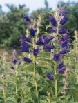 Campanula Latifolia Common Blue 15CM Pot