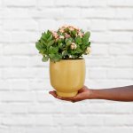 Calandiva - Pink Flowers In Terracotta Shing Planter - 16CM