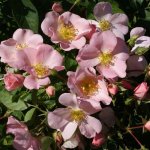 Jhb Garden Club Rose 5LT