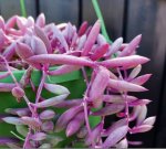 String Of Rubies Senecio Othonna 20CM Hanging Basket