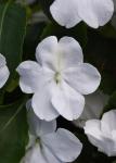 Impatiens Beacon White Seed - 25 Coated Seed