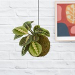 Prayer Plant Mossball - Large Plant