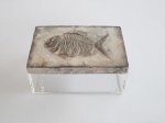 Med. Perspex Box Fish Emblem Lid 9X20X13CM