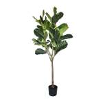 Fiddle Leaf Fig Tree - 184CM