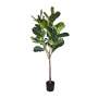 Fiddle Leaf Fig Tree - 184CM