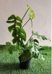 Philodendron Minima 14CM Pot