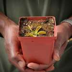 Venus Fly Trap 'alien' - 2 Year Old Plant. 7.5CM Plastic Container.