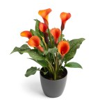 Zantedeschia Orange Alert Bulbs