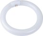Osram F/tube Circ 32W C/white Bx PER12