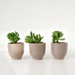Shrek Ears Plant - In Warm Grey Calandiva Planter 1 Plant + 1 Planter