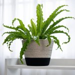 Birds Nest Fern - Large - Large Liquorice Cotton Pot