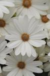 Osteospermum Akila Daisy White - 5 Raw Seed
