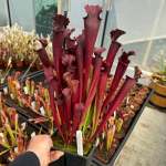 Trumpet Pitcher Sarracenia 'sarracenia 64 ' - Small To Medium Plant. 7.5CM Plastic Container.