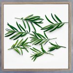 Leaves Square 2 Art Print - 60 X 60CM Framed Canvas With Natural Wood Frame