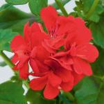 Pelargonium Peltatum Red 4LT