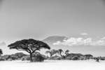 Uhuru Artwork - 88CM X 124CM