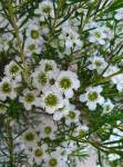 Geraldton Wax ‘chantilly Lace’ 15CM Pot