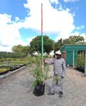 Buddleja Salviifolia Sagewood 60LT