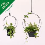 Andro Metal Hanger - Black - 16CM Inner Diameter + 17CM Azalea Terracotta Pot