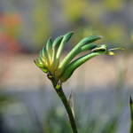 Anigozanthos Celebrations Aussie Spirit Seedlings - 3 Plug Plants