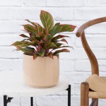Chinese Evergreen - King Of Siam - In Gloss Blush Migo Planter