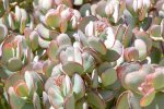 Crassula Ovata 9CM Pot