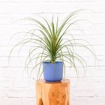 Sprouted Ponytail Palm - In Cobalt Blue Ceramic Pot