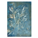 Botany Blue 14 Art Print - A1 No Frame Print Only