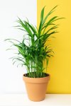 Bambo O Palm - 30CM