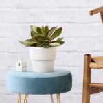 Baby Rubber Plant - Variegated Red Edge - In 13CM Flo Planter