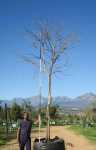 Acacia Galpinii 1000LT Monkey Thorn