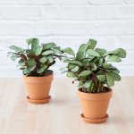 Ctenanthe Amagris - In 17CM Terracotta Planter