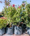 Click & Plant Online Nursery