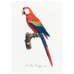 Arai Ara Macaw Print