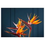 Sterlitzia Placemat