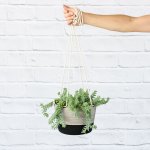 Donkey Tail - Burro - In Liquorice Hanging Cotton Planter