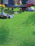 Lm Grass Berea Grass Seed - 500 G Raw Seed