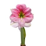 Amaryllis Symphony Single – Blushing Bride Bulb