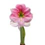 Amaryllis Symphony Single – Blushing Bride Bulb