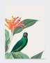 Poster Tropical Bird 2 21X29.7CM