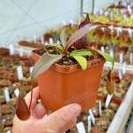 Tropical Pitcher Nepenthes 'densiflora X Rafflesiana' BE-3719